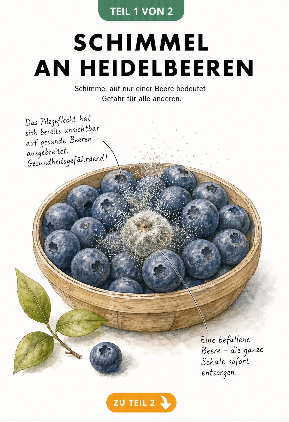 Illustration einer Schale mit Heidelbeeren, bei der eine Beere schimmelt und Sporen auf die gesunden Beeren überträgt