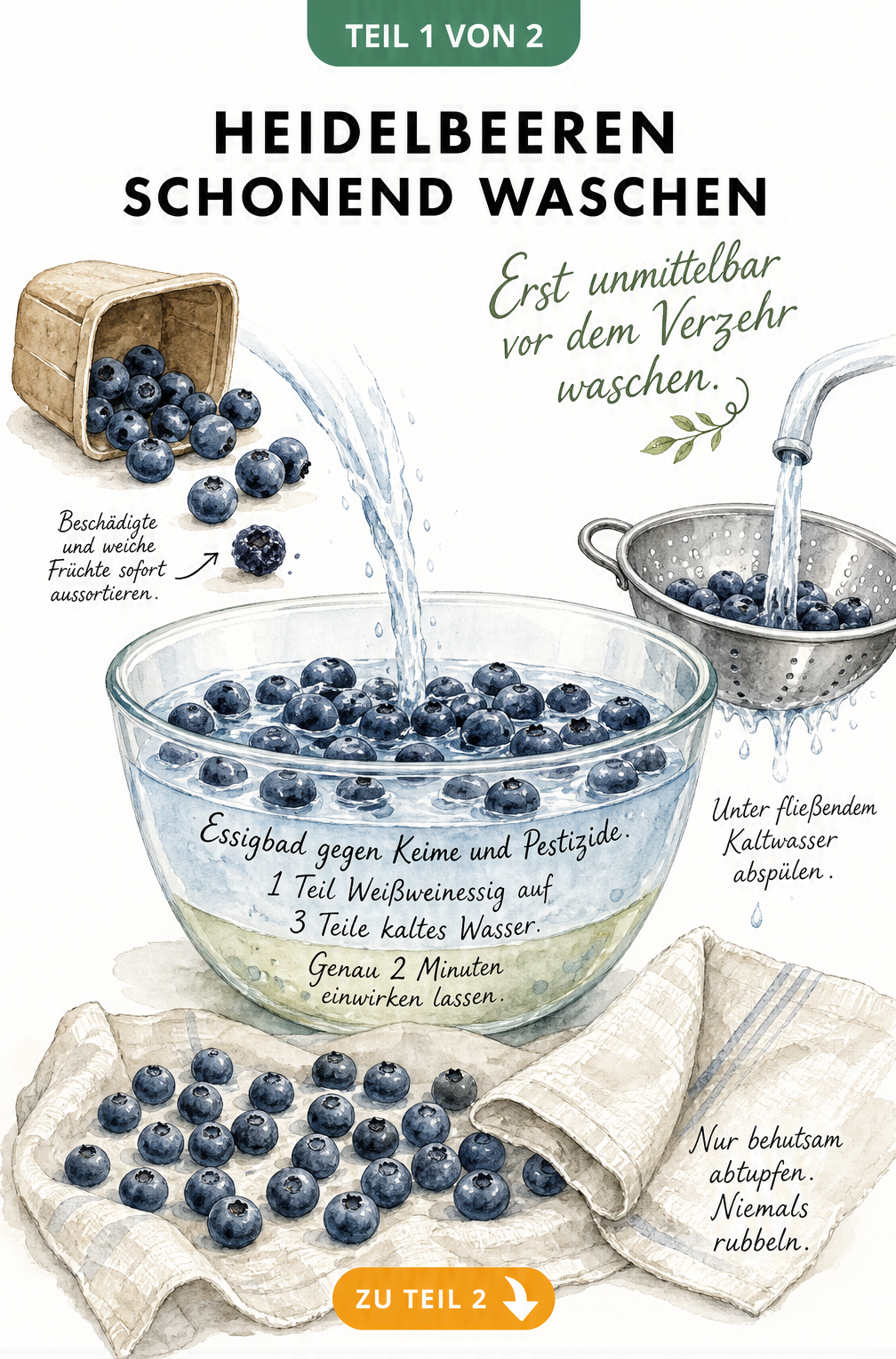 Aquarell-Illustration zeigt das schonende Waschen von Heidelbeeren in einer Glasschüssel mit Essigwasser und das Abtupfen auf einem Leinentuch.