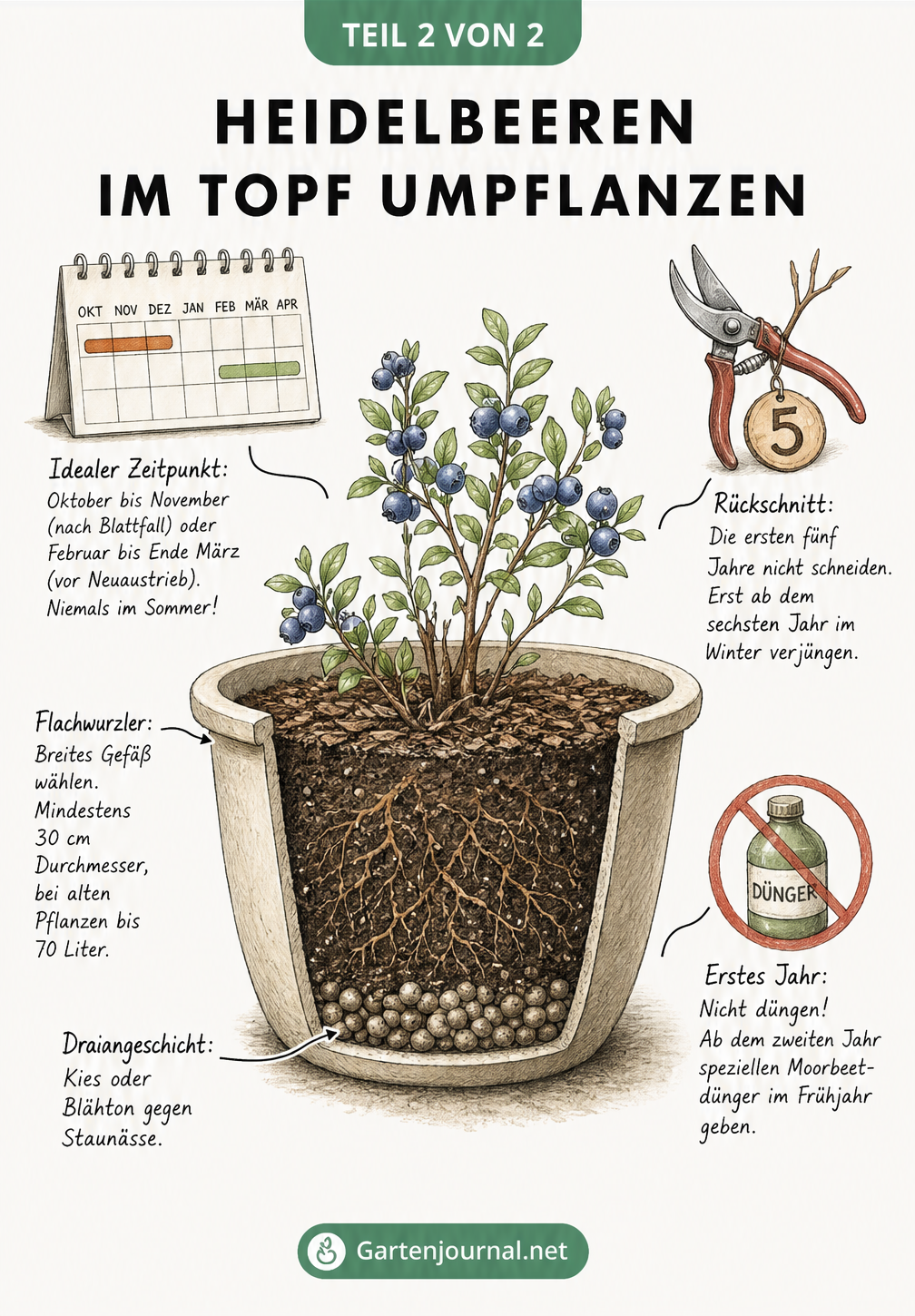 Illustration eines breiten Pflanztopfs für Heidelbeeren mit Hinweisen zu Zeitpunkt, Drainage, Düngung und Rückschnitt