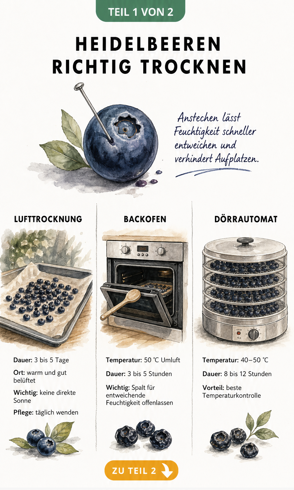 Illustration der drei Methoden zum Trocknen von Heidelbeeren: Lufttrocknung, Backofen und Dörrautomat.