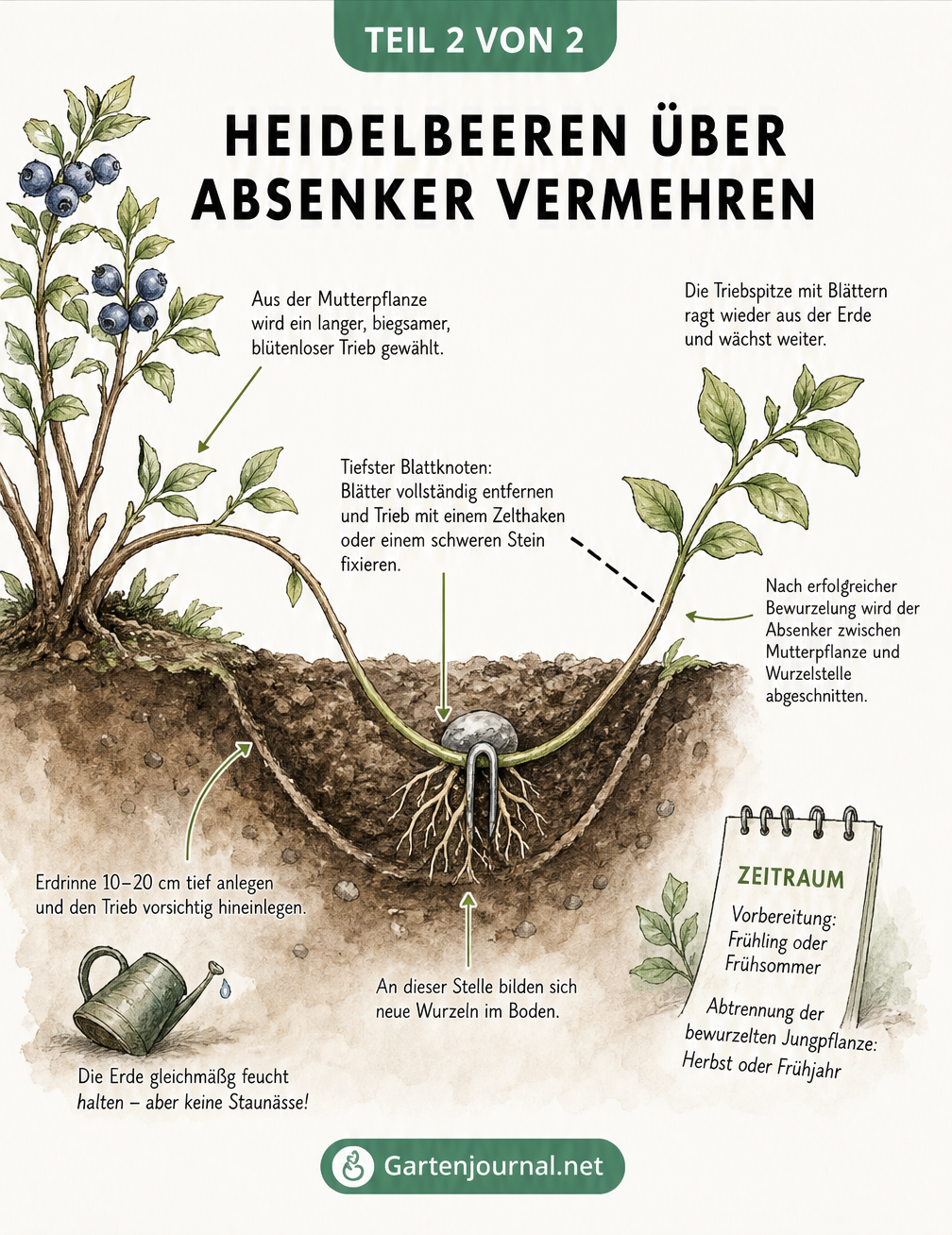 Querschnittszeichnung zeigt die Vermehrung einer Heidelbeere durch einen in der Erde fixierten Absenker, der neue Wurzeln bildet.