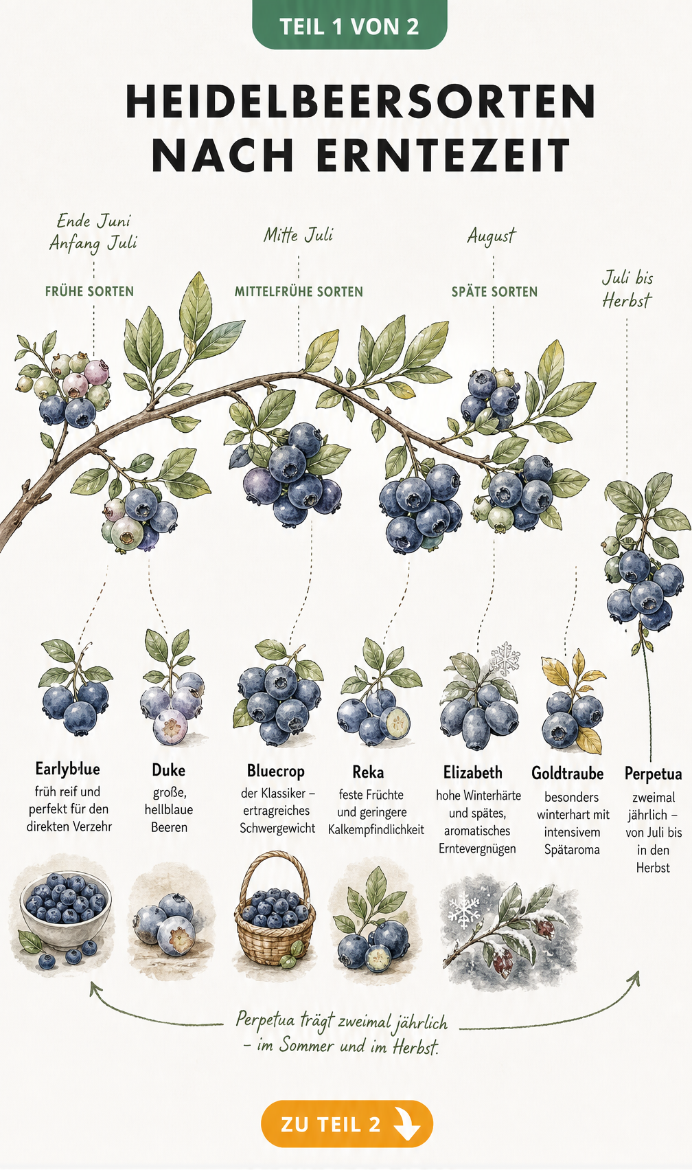 Botanische Illustration eines Heidelbeerzweigs als Zeitstrahl, der die Erntezeiten verschiedener Heidelbeersorten von Juni bis in den Herbst zeigt.