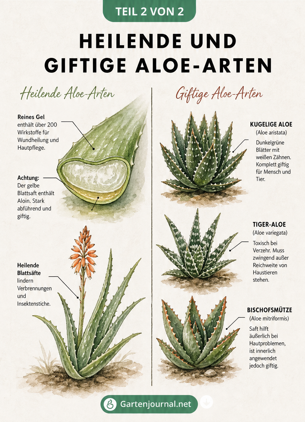 Übersicht heilender und giftiger Aloe-Arten mit Details zu Aloe vera, Aloe arborescens und toxischen Zierpflanzen