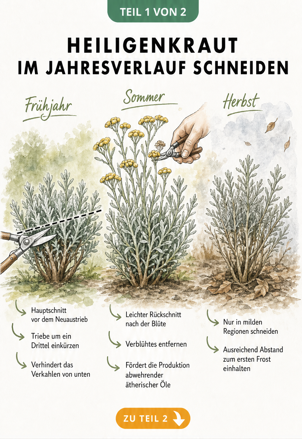 Botanische Illustration des Heiligenkrauts in drei Entwicklungsstadien: Frühjahr, Sommer und Herbst mit Hinweisen zum Rückschnitt.