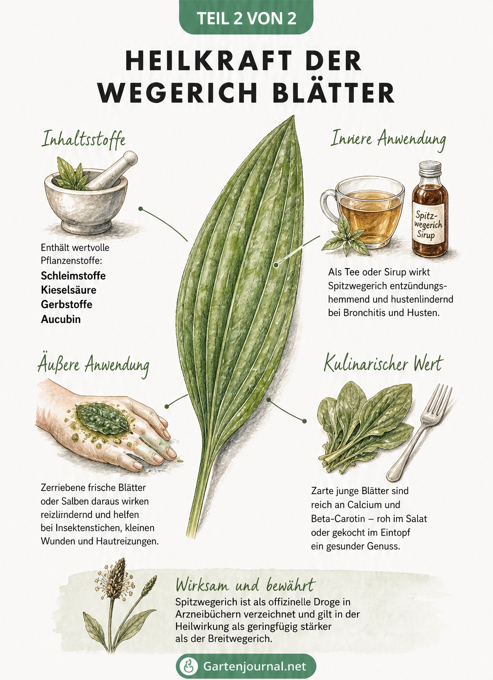 Illustration der Heilkraft von Spitzwegerich-Blättern mit Inhaltsstoffen und Anwendungen für innere und äußere Nutzung
