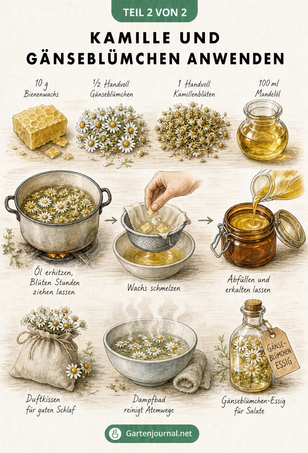 Illustration zur Herstellung einer Heilsalbe aus Kamille und Gänseblümchen mit Bienenwachs und Mandelöl