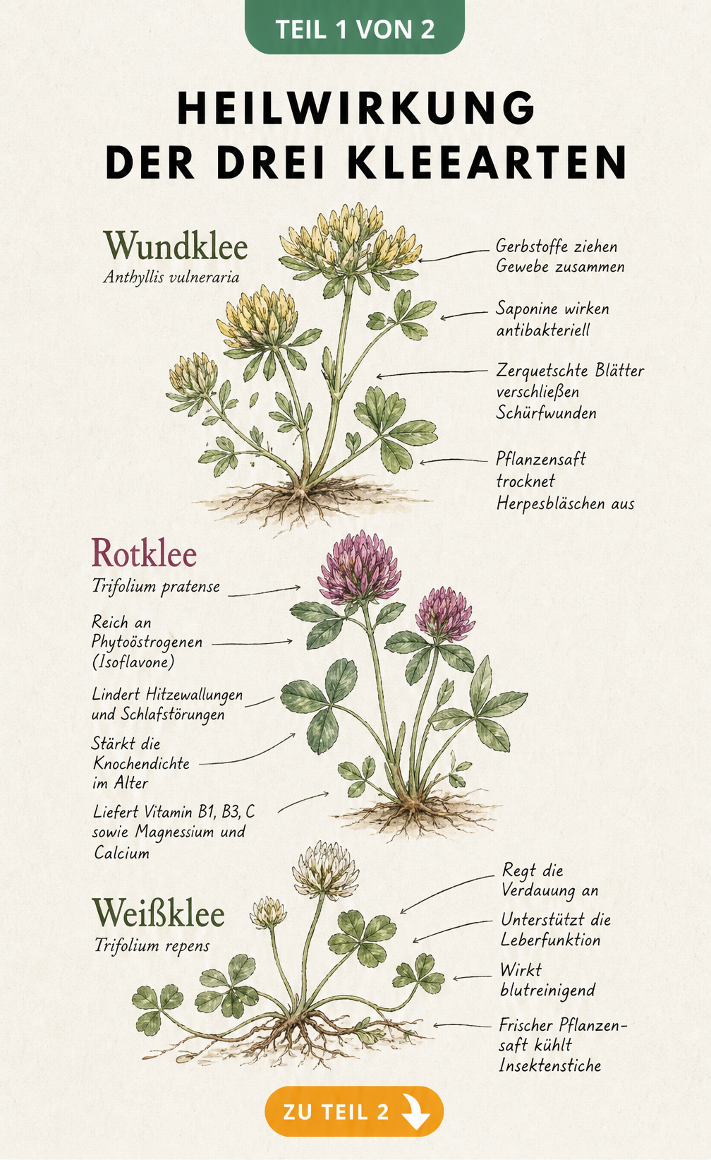 Botanische Illustration von Wundklee, Rotklee und Weißklee mit ihren jeweiligen Heilwirkungen