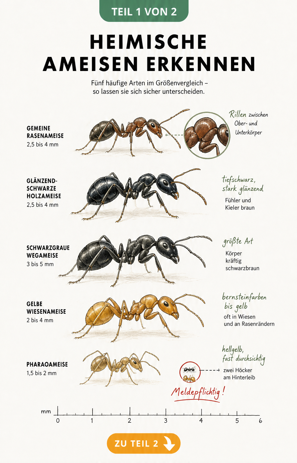 Größenvergleich von fünf heimischen Ameisenarten: Gemeine Rasenameise, Glänzendschwarze Holzameise, Schwarzgraue Wegameise, Gelbe Wiesenameise und Pharaoameise