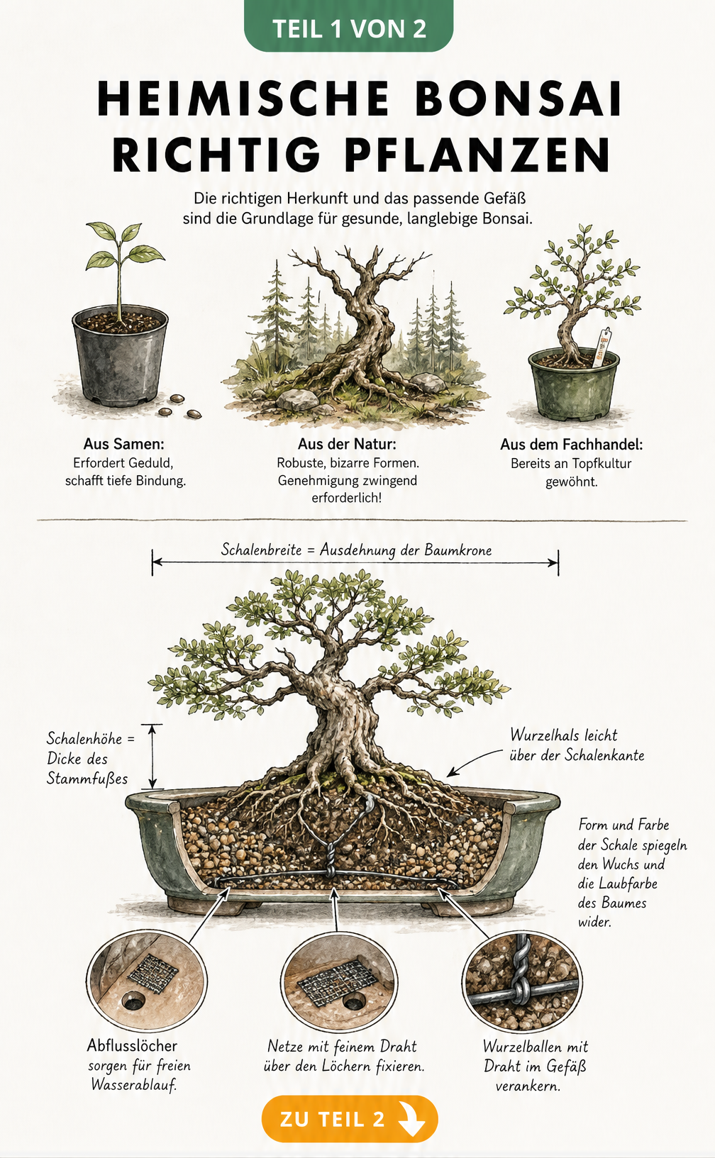 Illustration einer bepflanzten Bonsai-Schale mit Maßlinien und Skizzen zur Beschaffung von heimischen Bonsai-Bäumen