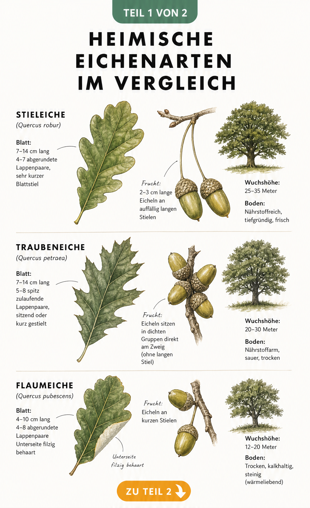 Botanische Illustration der heimischen Eichenarten Stieleiche, Traubeneiche und Flaumeiche mit Blättern und Eicheln