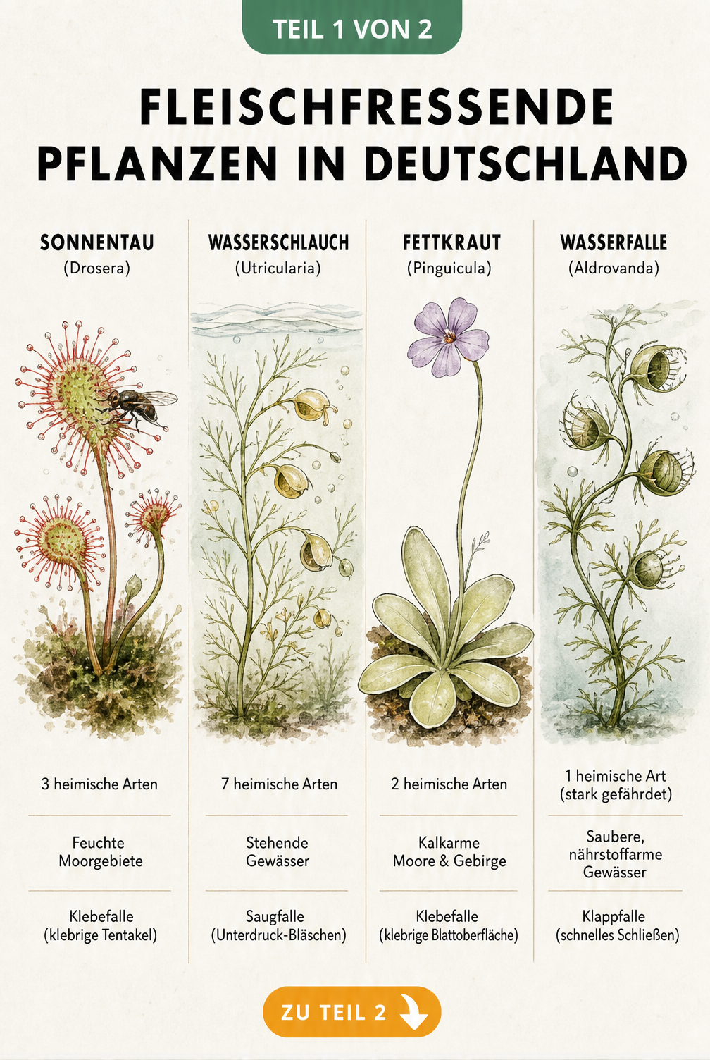 Botanische Lehrtafel der vier heimischen fleischfressenden Pflanzengattungen Sonnentau, Wasserschlauch, Fettkraut und Wasserfalle mit ihren Fangmechanismen