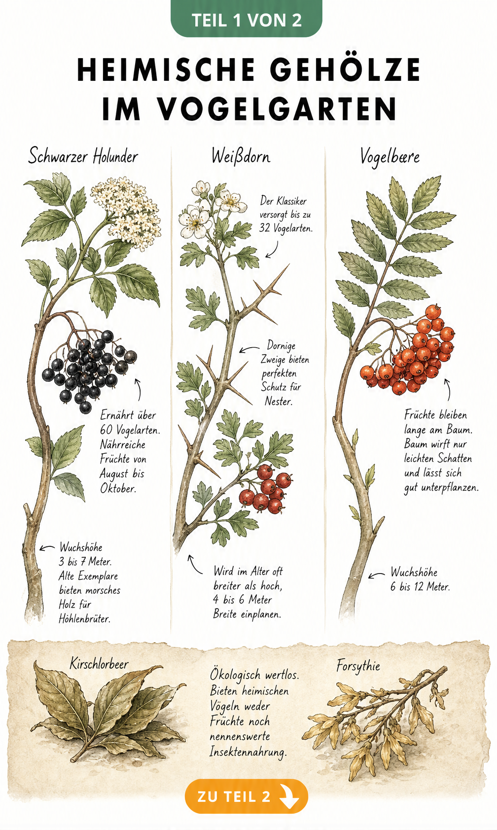 Botanische Illustration von Schwarzem Holunder, Weißdorn und Vogelbeere mit Hinweisen zum Nutzen für Vögel