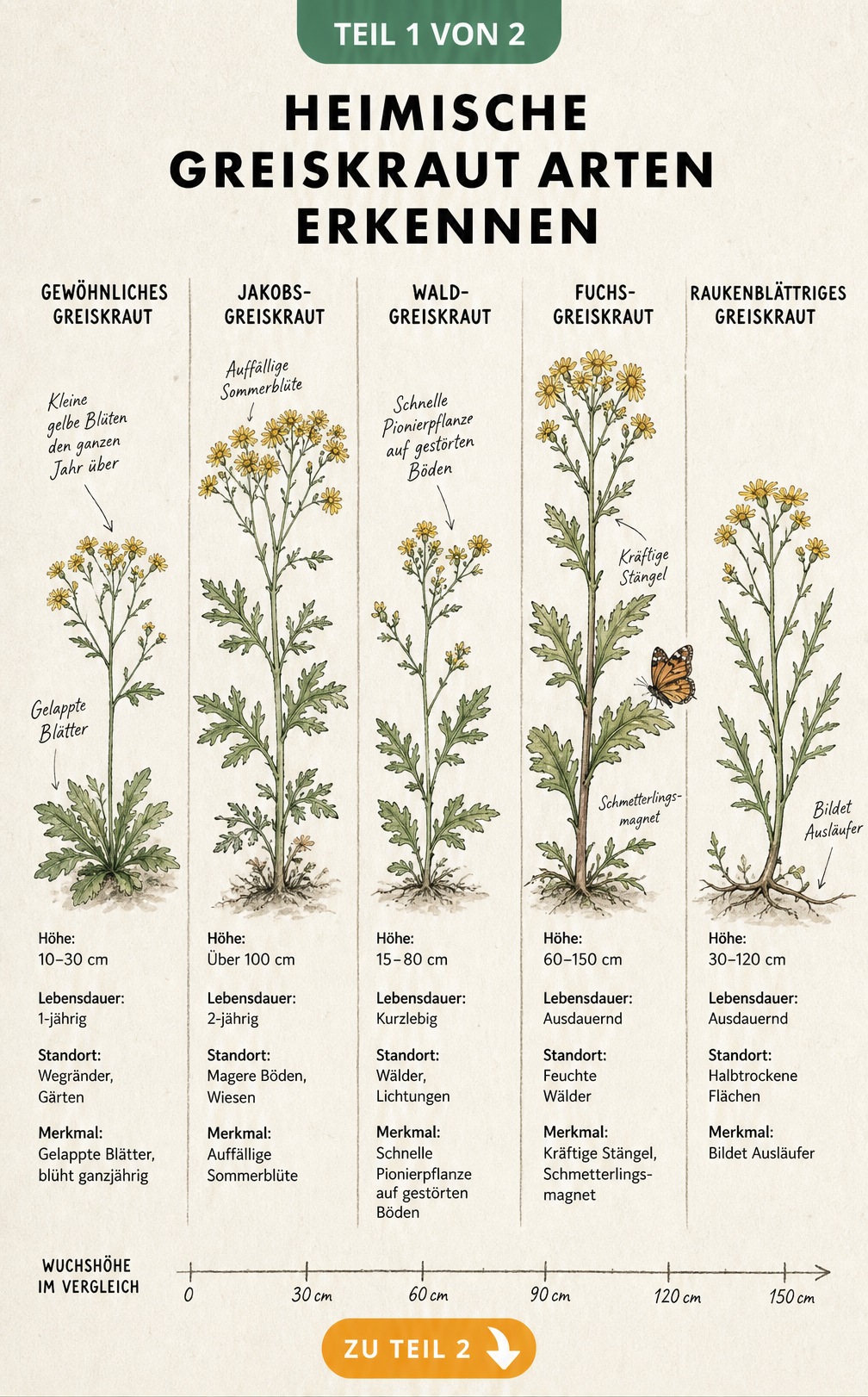 Botanische Illustration von fünf heimischen Greiskraut-Arten mit Wuchshöhen und Merkmalen