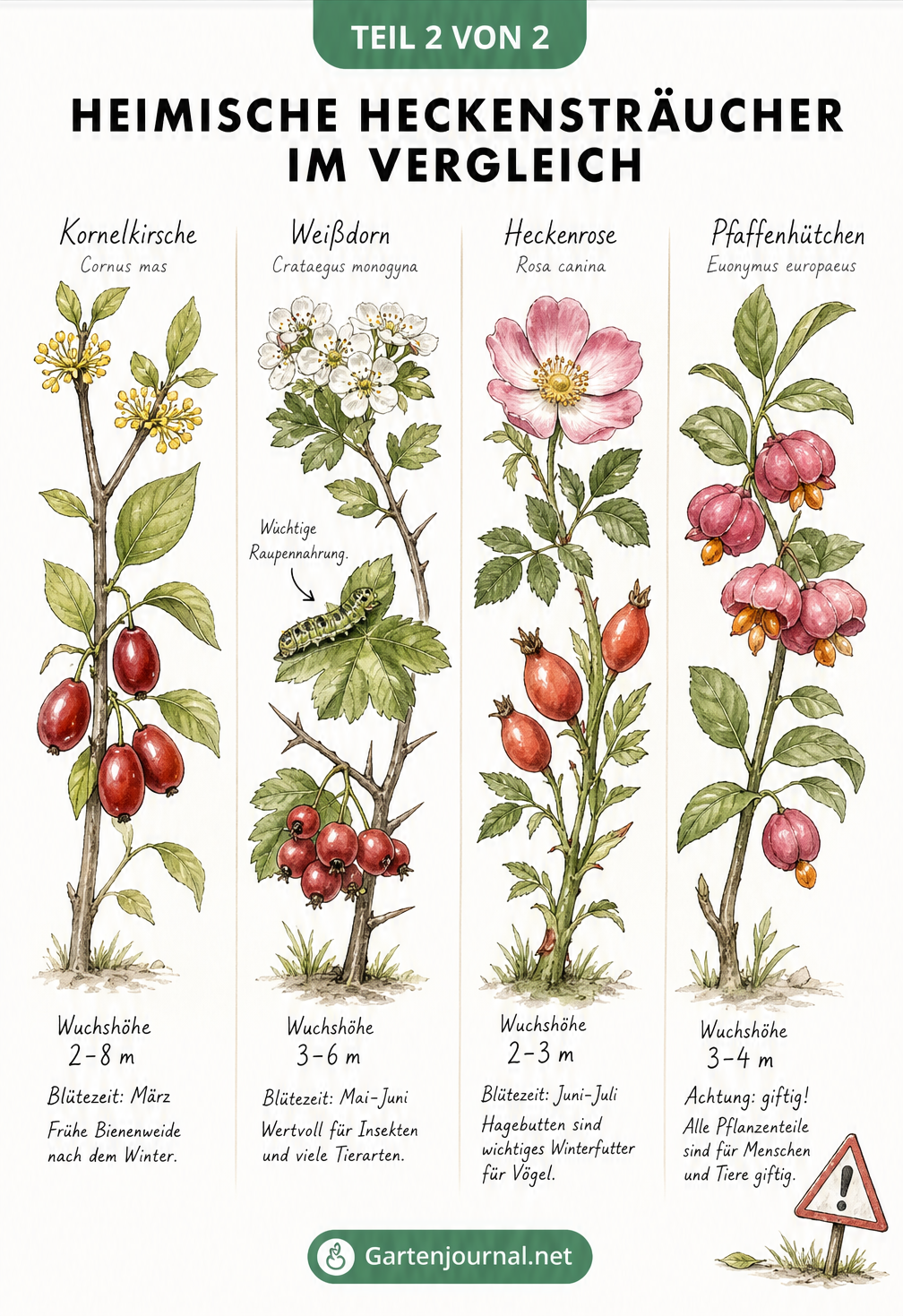 Botanische Illustration von Kornelkirsche, Weißdorn, Heckenrose und Pfaffenhütchen mit Blüten und Früchten