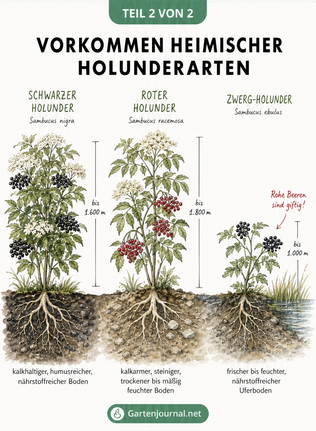Botanische Darstellung von Schwarzem, Rotem und Zwerg-Holunder mit Wuchshöhe und Bodenansprüchen