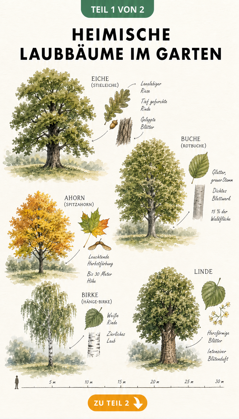 Illustration von fünf heimischen Laubbäumen wie Eiche, Buche und Ahorn mit Detailzeichnungen ihrer Blätter