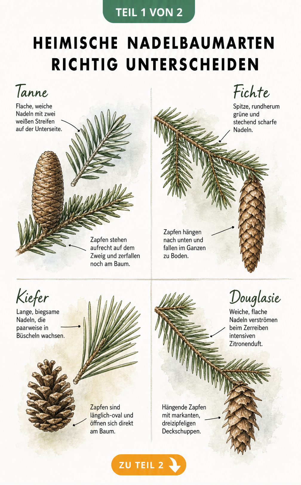 Botanische Lehrtafel mit Zweigen und Zapfen von Tanne, Fichte, Kiefer und Douglasie zur Unterscheidung