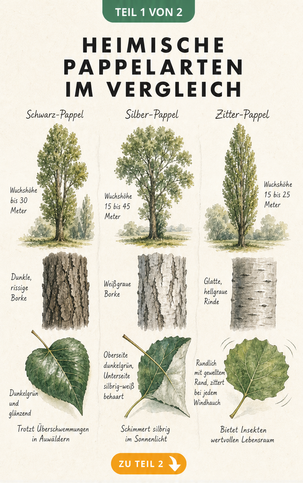Botanische Lehrtafel der heimischen Pappelarten Schwarz-Pappel, Silber-Pappel und Zitter-Pappel mit Blättern, Rinde und Wuchshöhe