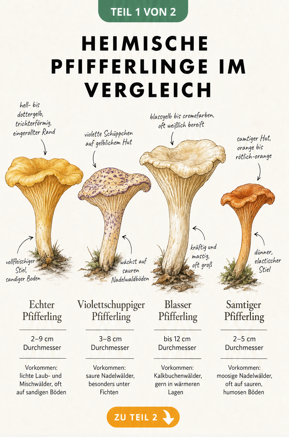 Aquarell-Zeichnung von vier heimischen Pfifferlingsarten: Echter, Violettschuppiger, Blasser und Samtiger Pfifferling mit Merkmalen