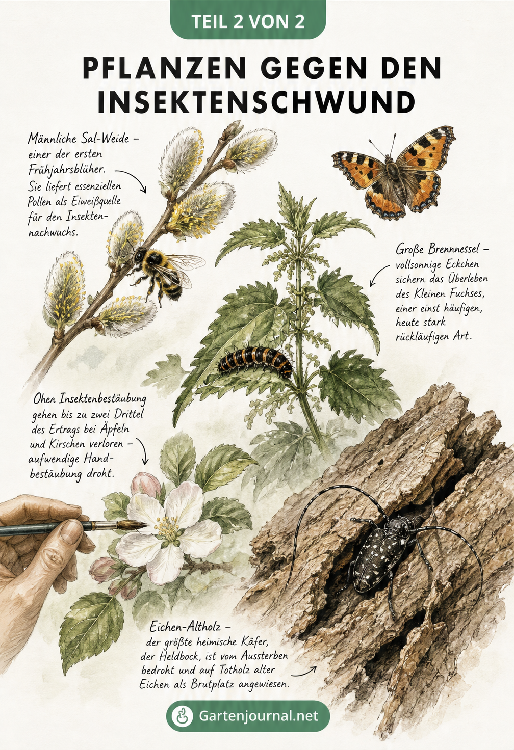 Botanik-Poster mit Sal-Weide, Großer Brennnessel und Eichen-Altholz sowie Wildbiene, Schmetterling und Heldbock-Käfer