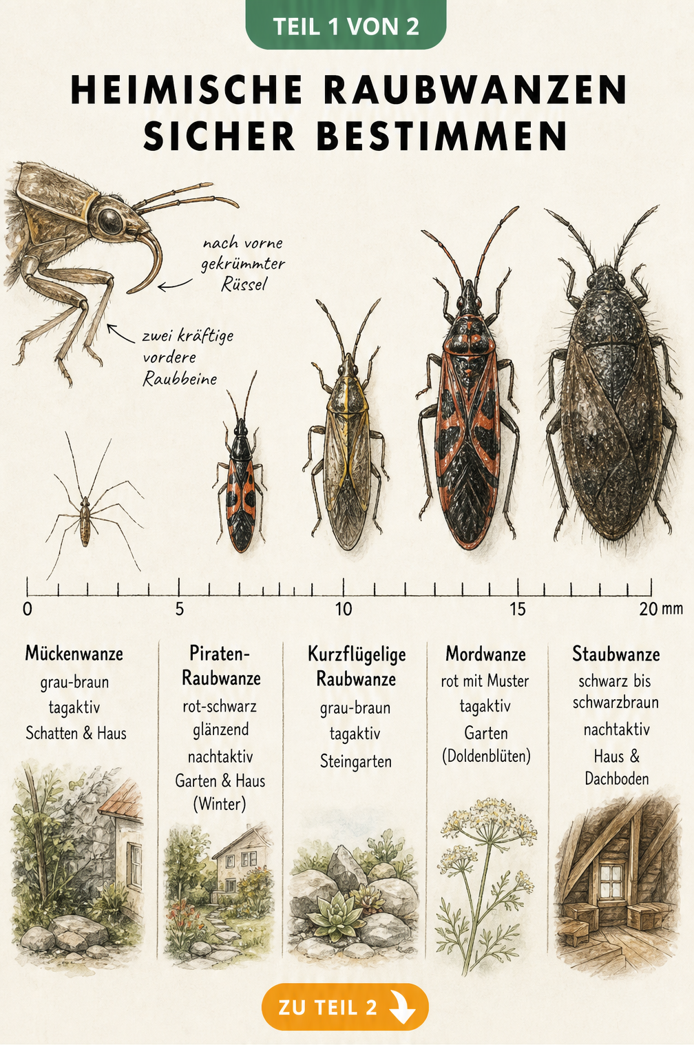 Illustration von fünf heimischen Raubwanzen-Arten mit Größenvergleich auf einer Millimeterskala
