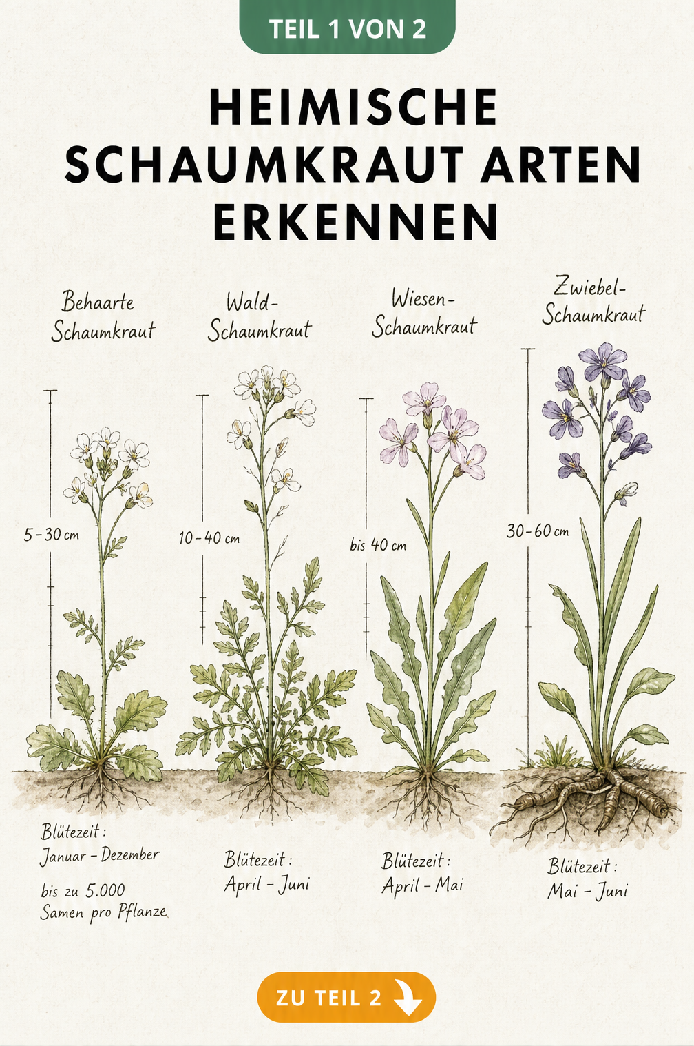 Botanische Illustration von vier heimischen Schaumkraut-Arten mit Wuchshöhen und Blütezeiten
