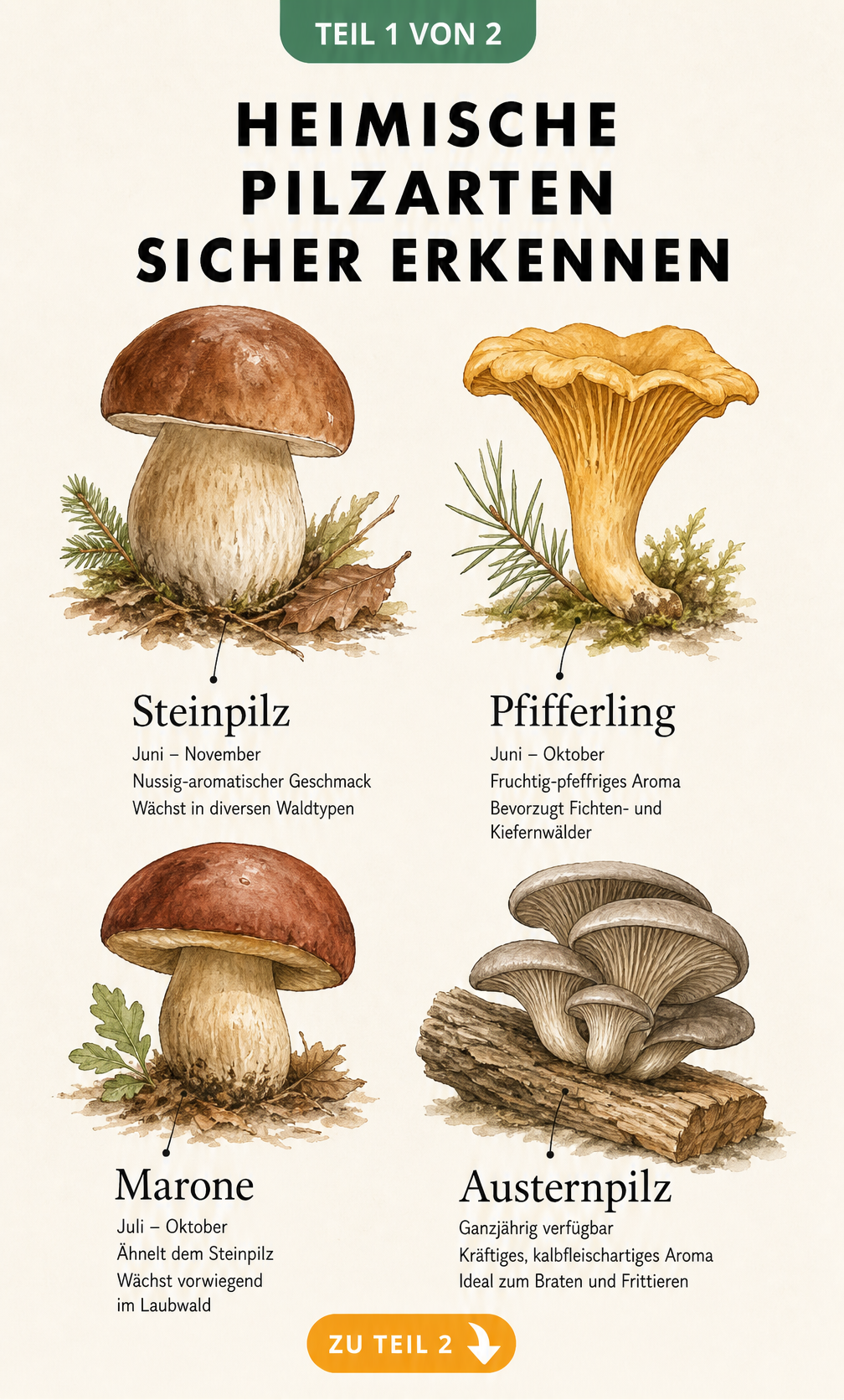 Illustration von vier heimischen Speisepilzen: Steinpilz, Pfifferling, Marone und Austernpilz mit Erntezeit und Geschmack