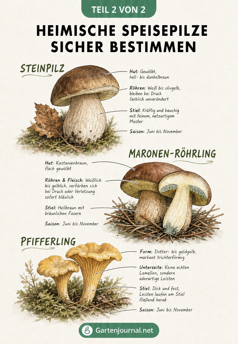 Illustration von Steinpilz, Maronen-Röhrling und Pfifferling mit ihren wichtigsten Erkennungsmerkmalen