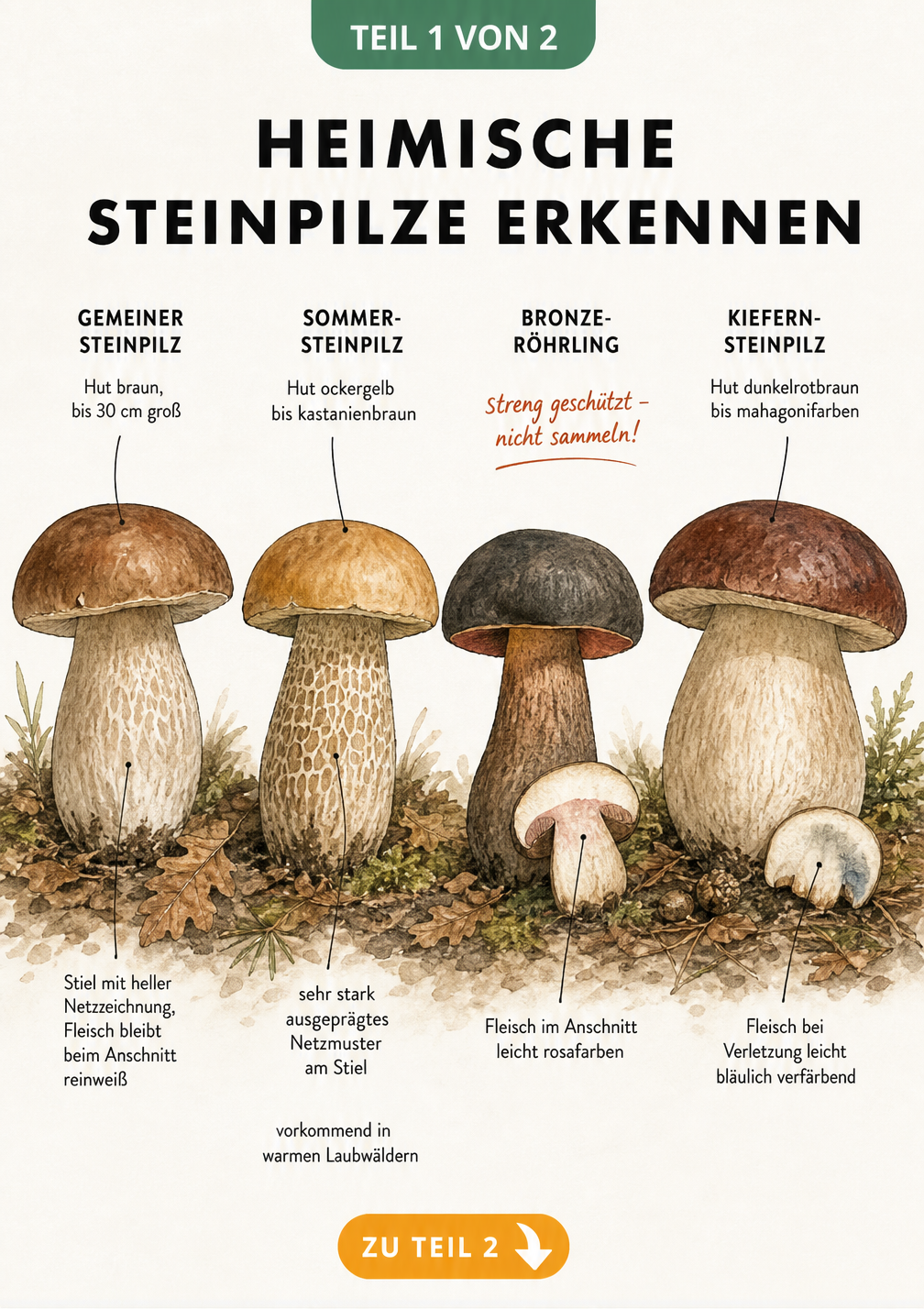 Illustration von vier heimischen Steinpilzarten: Gemeiner Steinpilz, Sommer-Steinpilz, Bronze-Röhrling und Kiefernsteinpilz mit ihren Merkmalen.