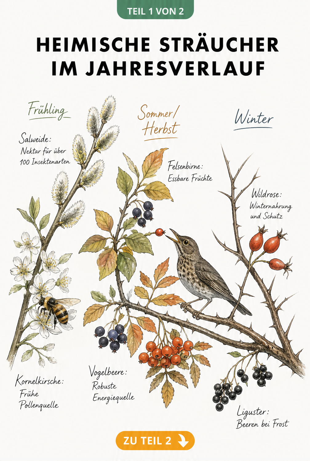Botanische Illustration eines Strauchzweigs im Jahresverlauf mit Blüten, Beeren und Hagebutten