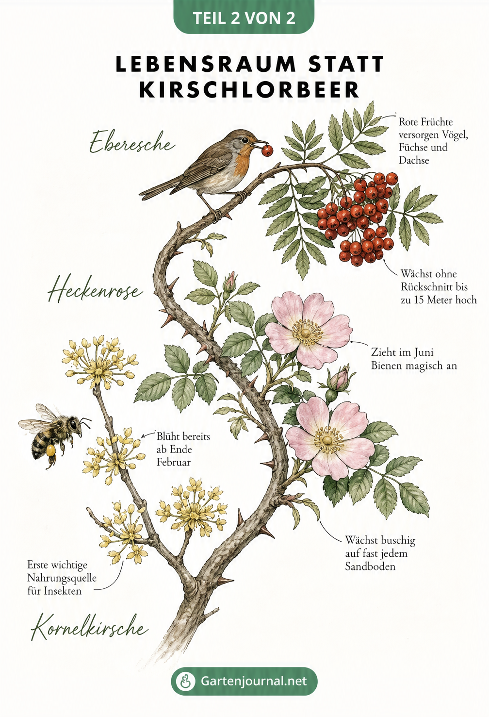Botanische Illustration des Jahresverlaufs mit Kornelkirsche im Frühjahr, Heckenrose im Sommer und Eberesche im Herbst