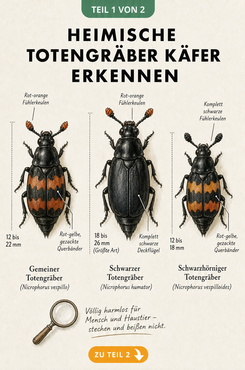Drei heimische Totengräber Käfer im Vergleich: Gemeiner, Schwarzer und Schwarzhörniger Totengräber mit Größenangaben und Merkmalen.