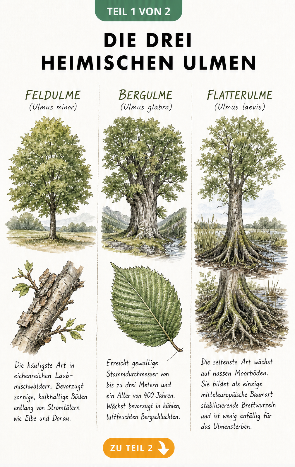 Botanische Illustration der drei heimischen Ulmenarten: Feldulme, Bergulme und Flatterulme mit Blättern und Rinde