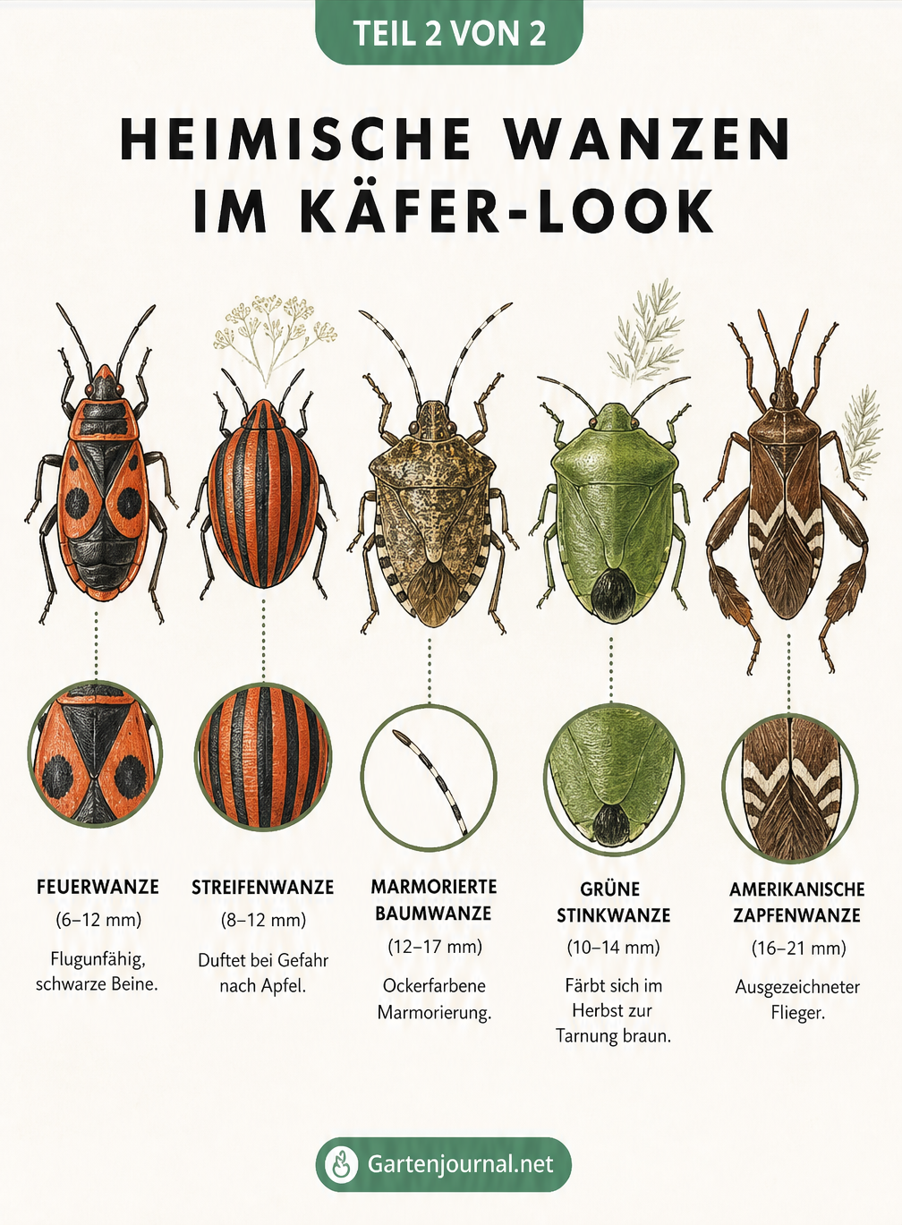 Illustration von fünf heimischen Wanzenarten, die oft mit Käfern verwechselt werden, darunter Feuerwanze und Grüne Stinkwanze
