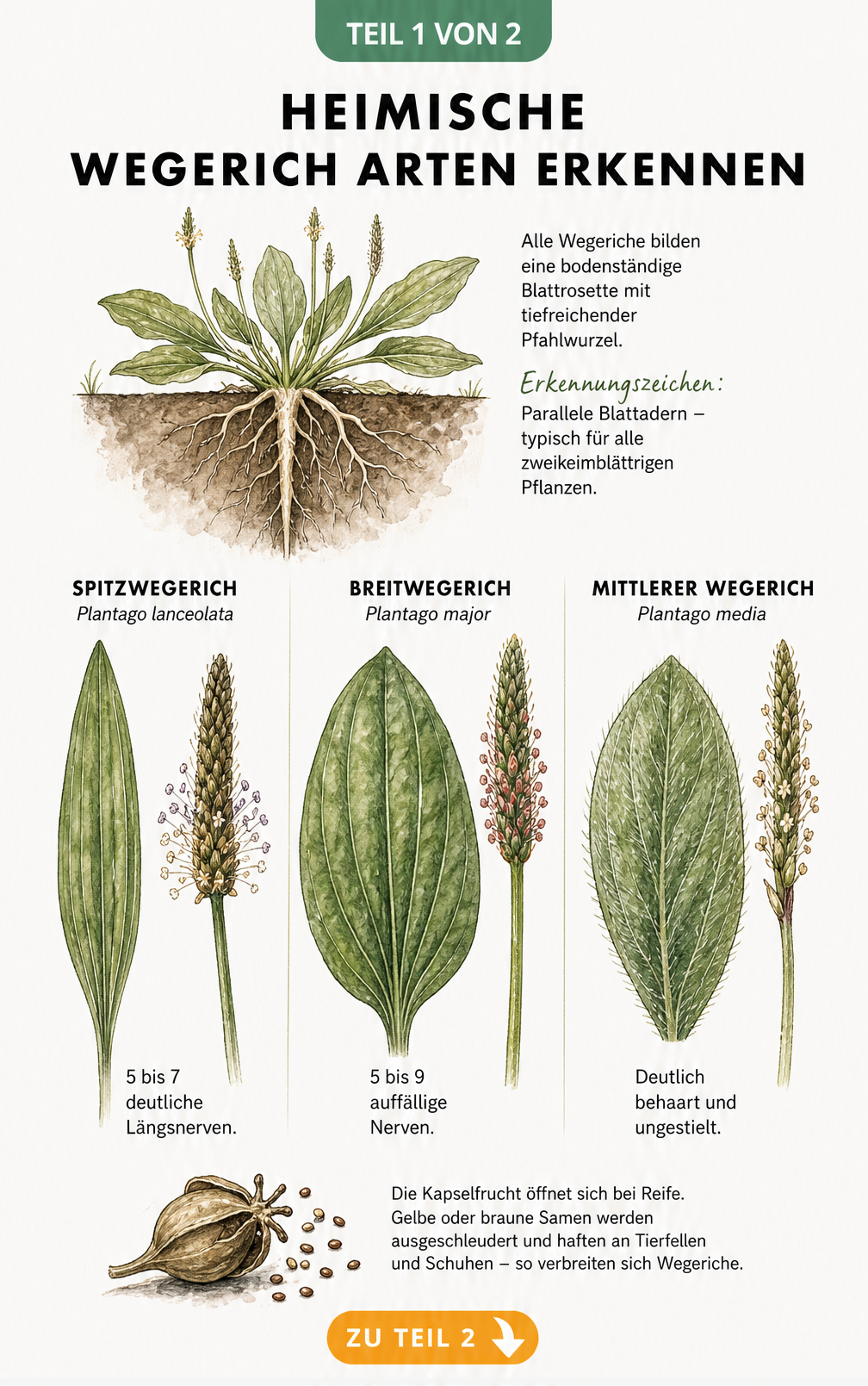 Botanische Illustration der drei heimischen Wegerich-Arten Spitzwegerich, Breitwegerich und Mittlerer Wegerich mit Blättern und Blüten