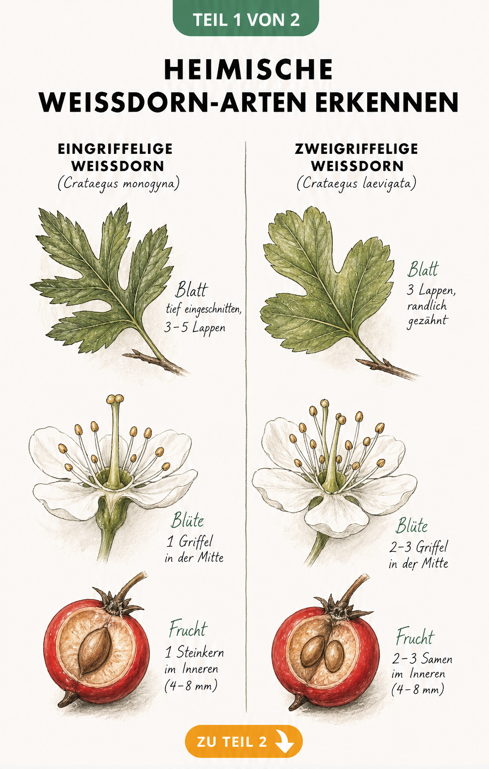 Botanische Illustration der heimischen Weißdorn-Arten: Eingriffeliger und Zweigriffeliger Weißdorn im Vergleich
