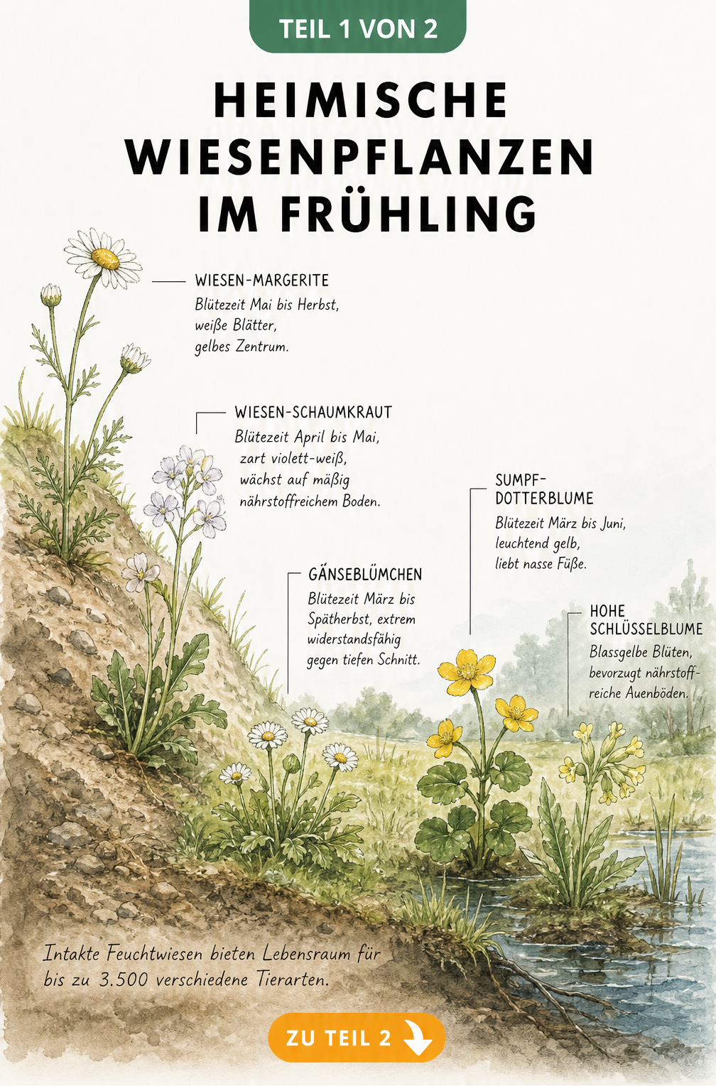 Aquarell-Illustration heimischer Wiesenpflanzen im Frühling mit Wiesen-Margerite, Wiesen-Schaumkraut, Gänseblümchen, Sumpfdotterblume und Hoher Schlüsselblume...