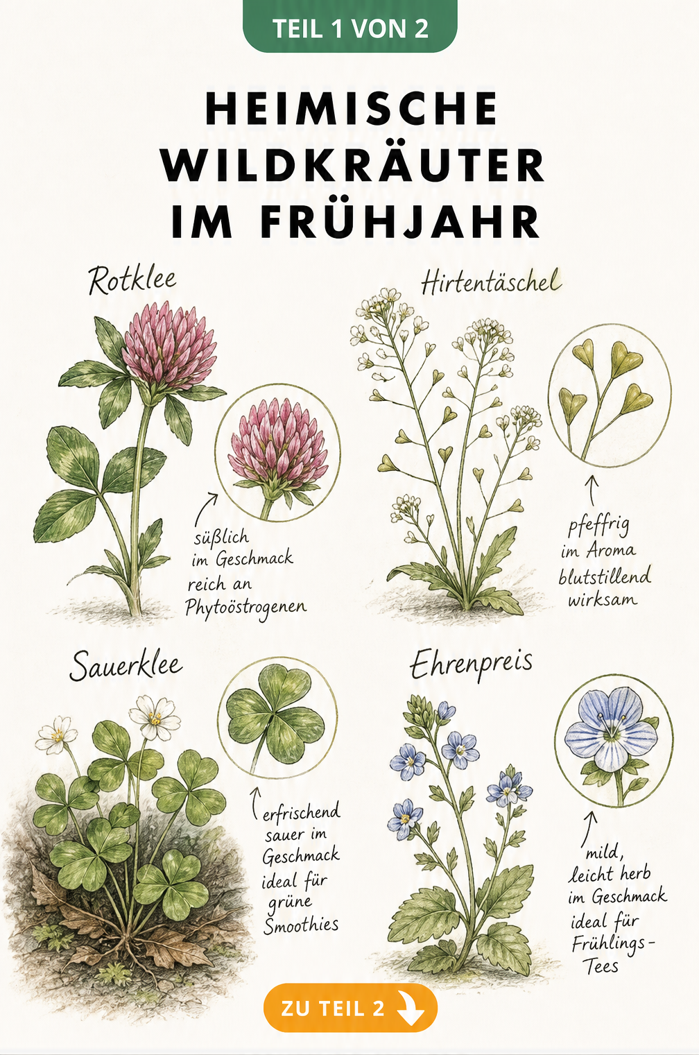 Botanische Tafel mit Rotklee, Hirtentäschel, Sauerklee und Ehrenpreis