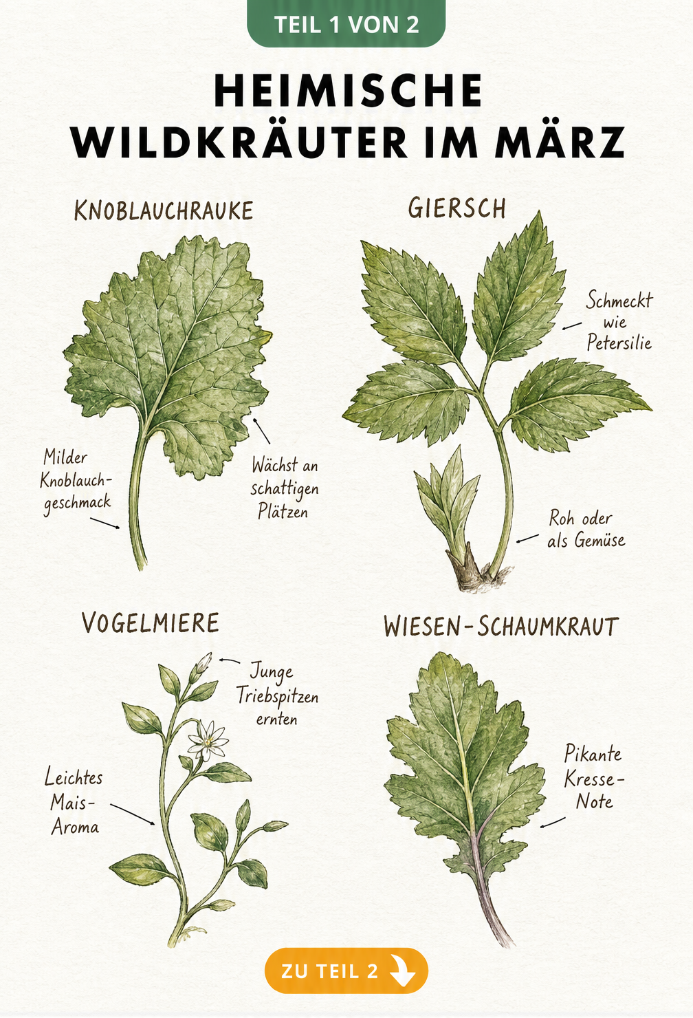 Botanische Illustration von Knoblauchrauke, Giersch, Vogelmiere und Wiesen-Schaumkraut mit Hinweisen zu Geschmack und Ernte