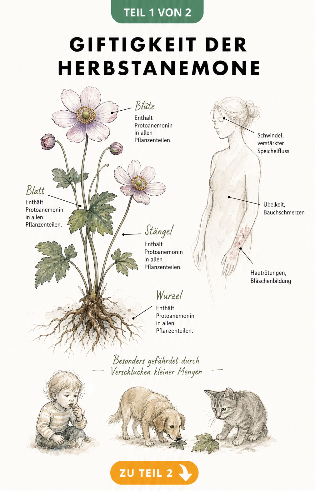Botanische Illustration einer Herbstanemone mit Hinweisen zur Giftigkeit und betroffenen Körperregionen
