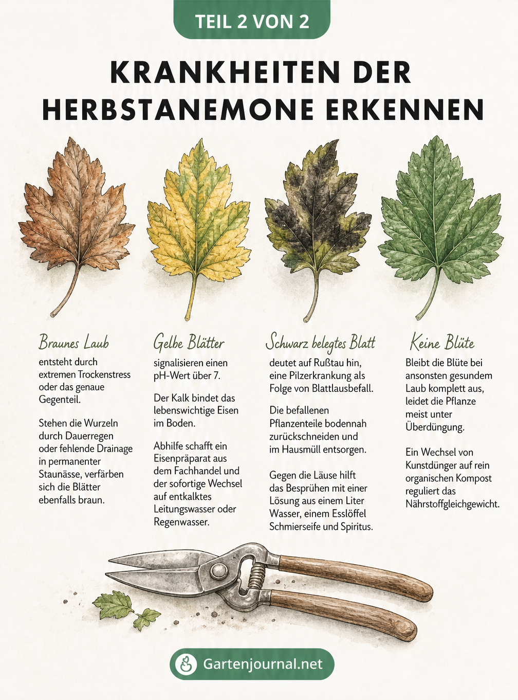 Vier Blätter der Herbstanemone mit verschiedenen Verfärbungen zur Erkennung von Krankheiten und Pflegefehlern