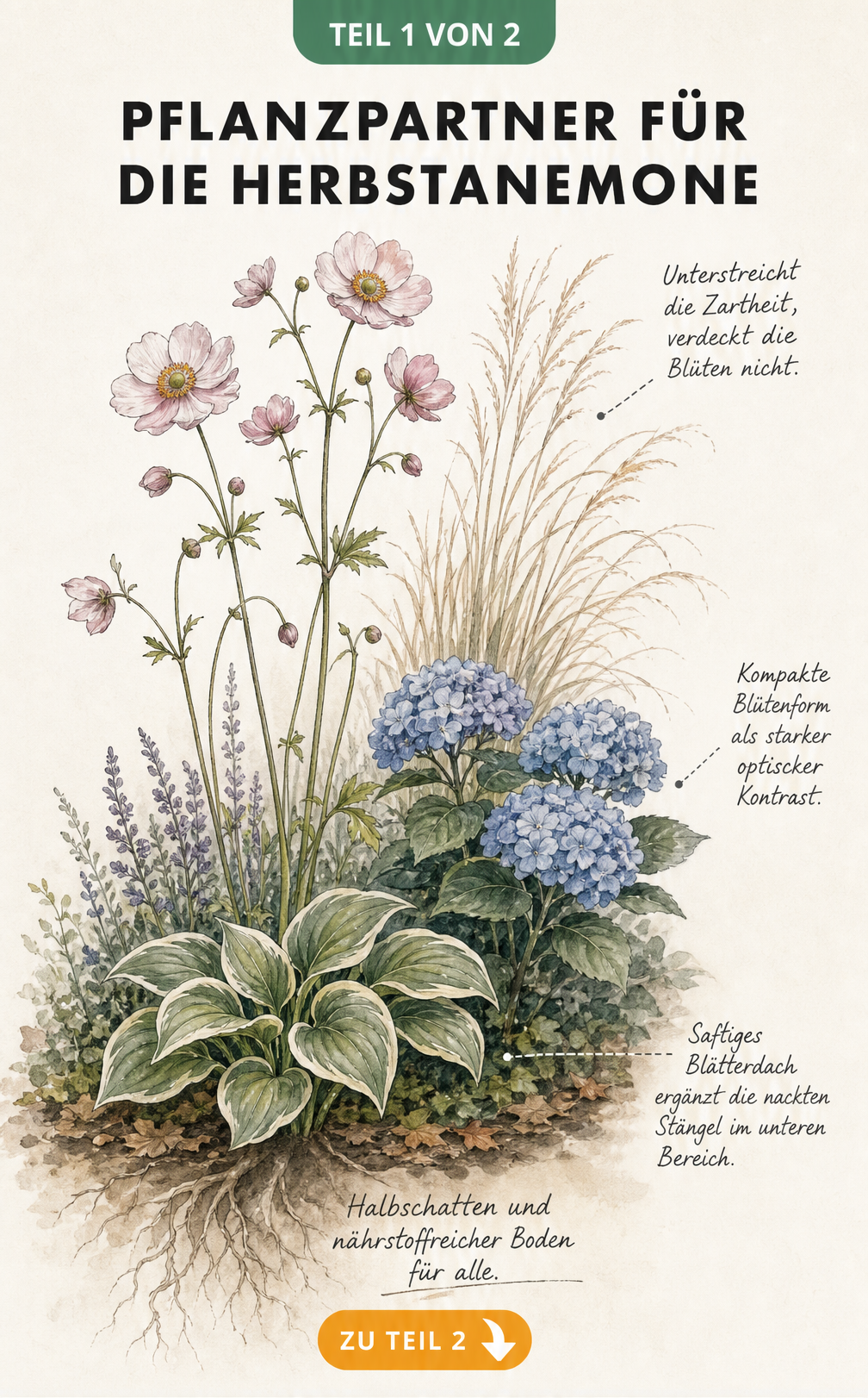 Aquarell-Zeichnung einer Herbstanemone im Beet mit Diamantgras, Tellerhortensie und Funkie als Pflanzpartner