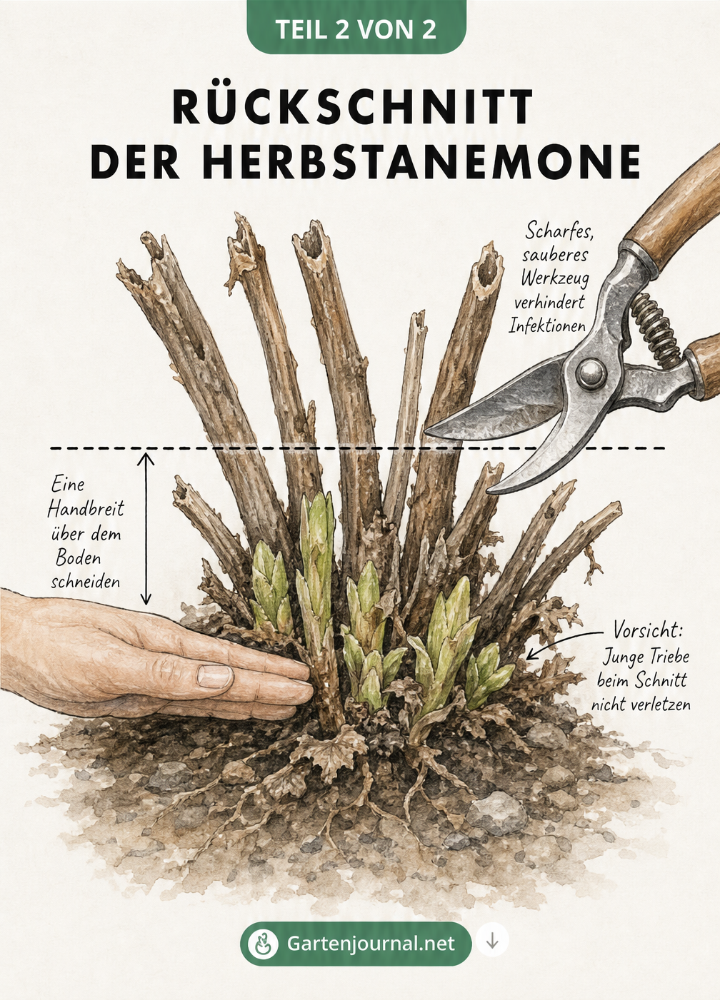 Detailzeichnung des Rückschnitts einer Herbstanemone im Frühjahr über den neuen Trieben
