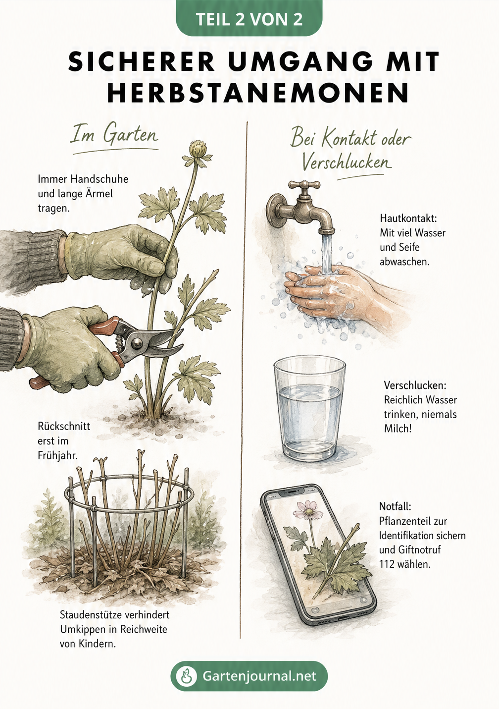 Illustration zum sicheren Umgang mit Herbstanemonen und Erste-Hilfe-Maßnahmen bei Vergiftung