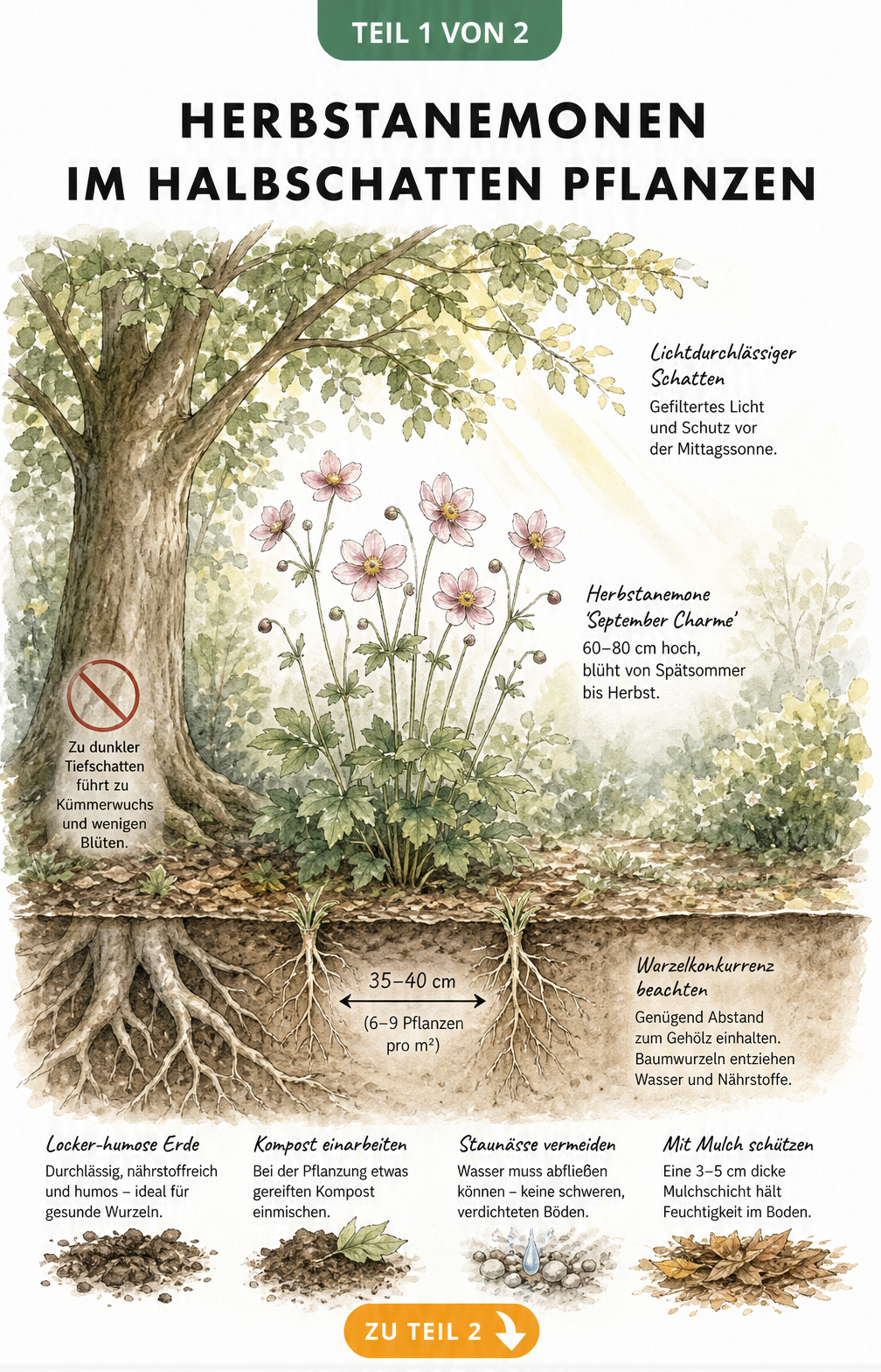 Illustration einer Herbstanemone am Gehölzrand mit Darstellung von Lichtverhältnissen, Pflanzabstand und Bodenprofil