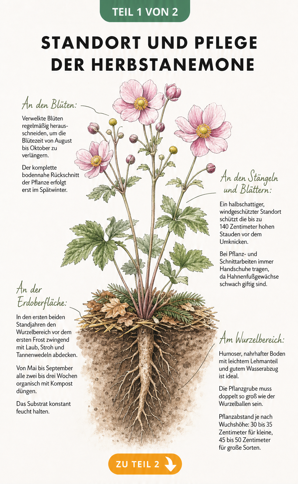 Querschnitt-Zeichnung einer blühenden Herbstanemone mit Tipps zu Standort, Boden, Düngung und Rückschnitt
