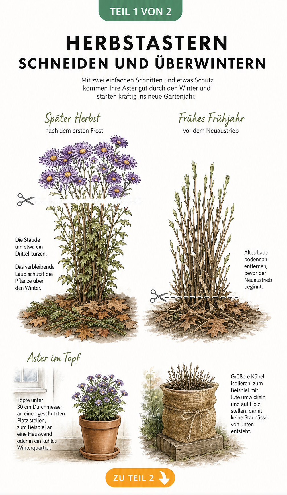 Illustration zum richtigen Schnitt und Winterschutz von Herbstastern im Beet und Topf