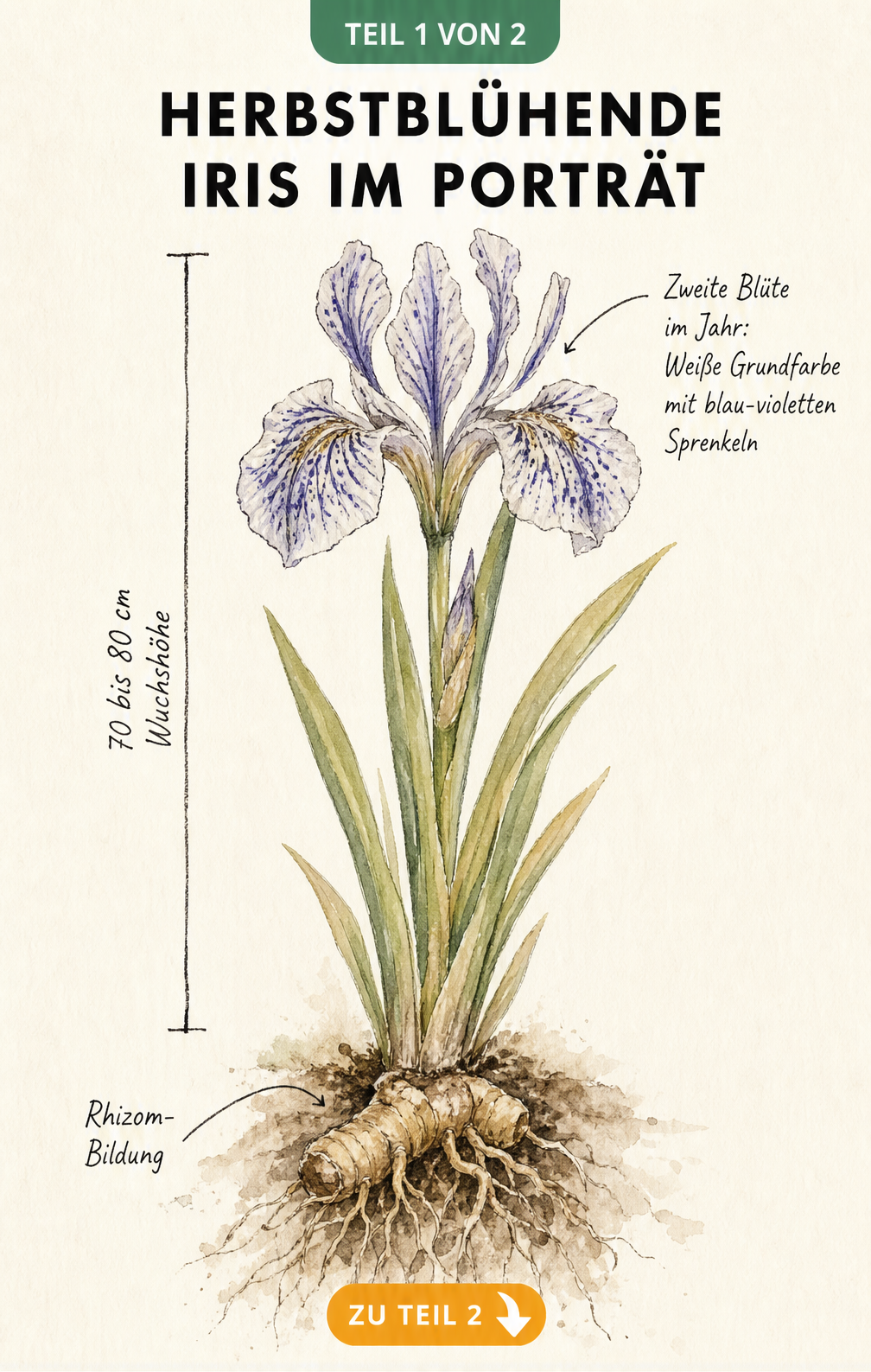 Botanische Illustration der herbstblühenden Iris-Sorte Autumn Circus mit Maßlinie und Details zur Blüte und Rhizom-Bildung