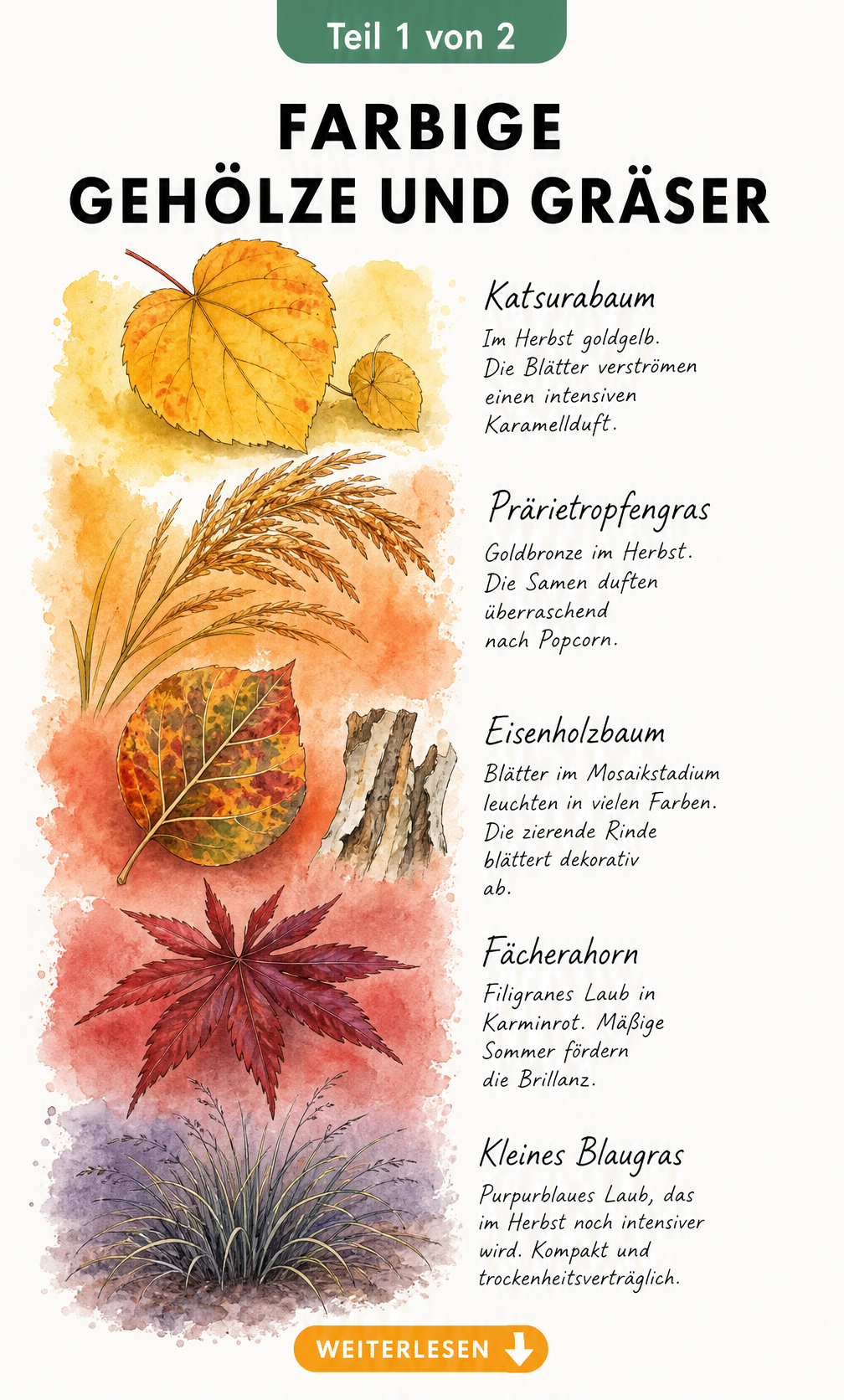 Aquarell-Illustration von Herbstblättern und Gräsern in Gelb, Orange, Rot und Purpur mit botanischen Details