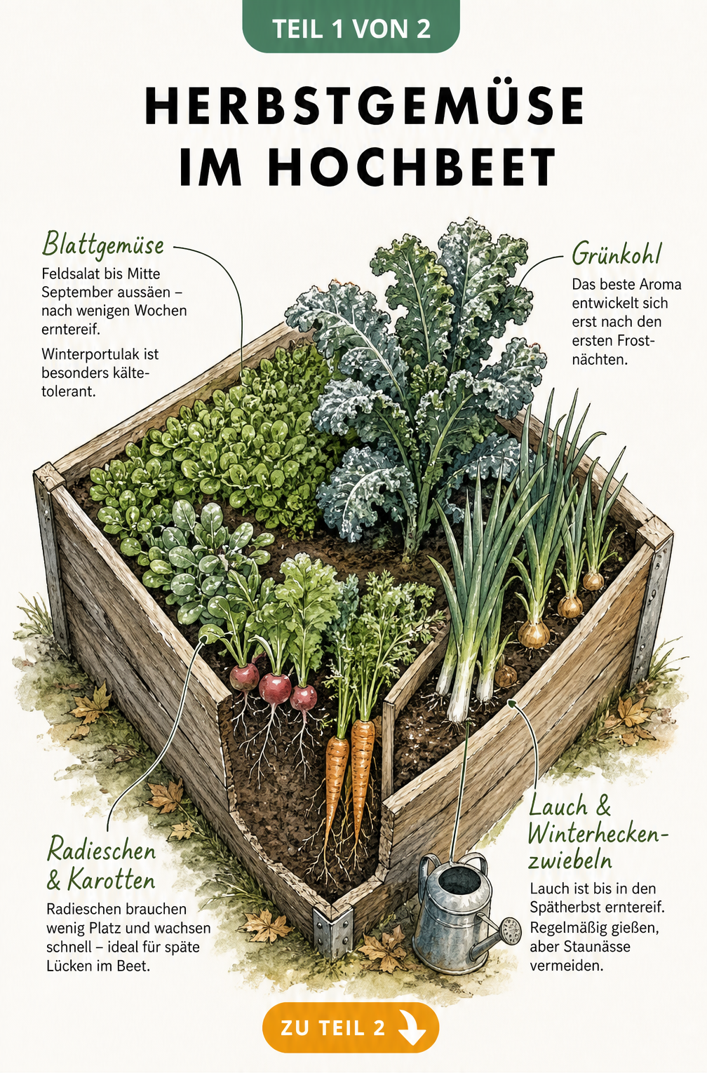 Illustration eines Hochbeets im Herbst mit Feldsalat, Radieschen, Grünkohl und Lauch